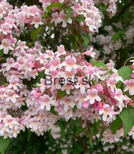 Kolkwitzia amabilis 'Pink Cloud'